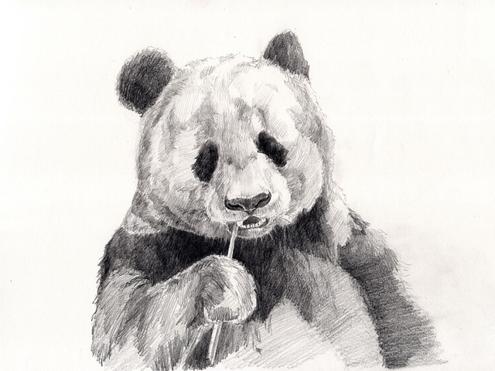 熊猫大使有哪些，中国熊猫大使明星